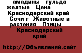 амадины   гульда желтые › Цена ­ 5 000 - Краснодарский край, Сочи г. Животные и растения » Птицы   . Краснодарский край